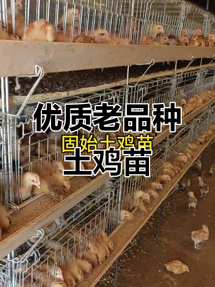 老品种土鸡苗,生长慢但肉质好,快递服务上线