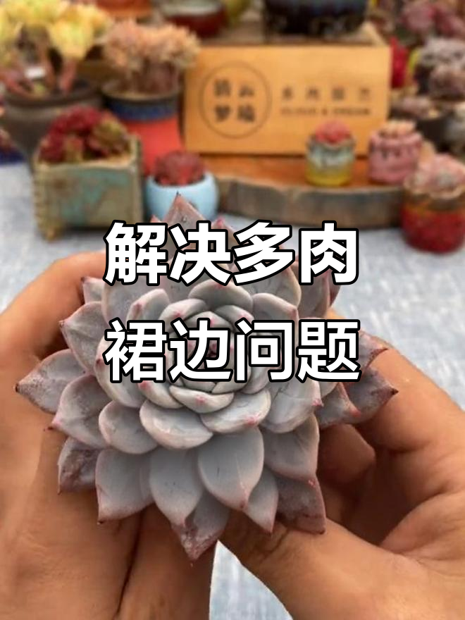 多肉植物“穿裙子”怎么办?教你轻松解决