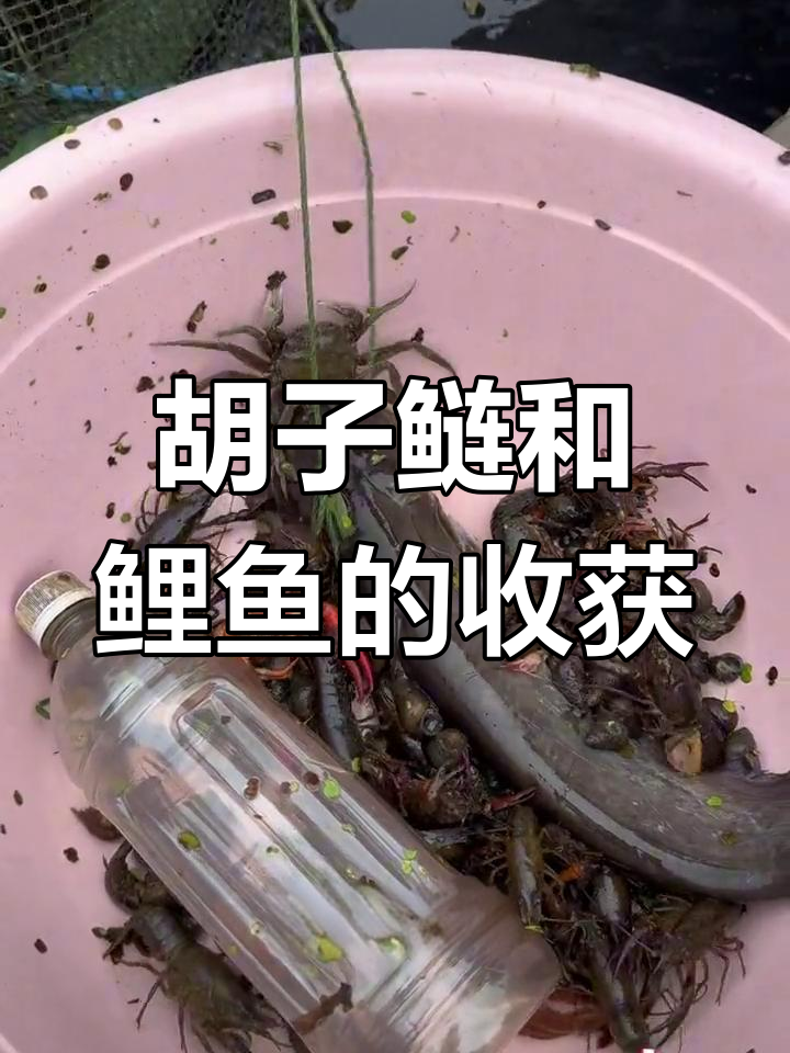 水草丰盈,胡子鲢与大阪鱼大丰收!