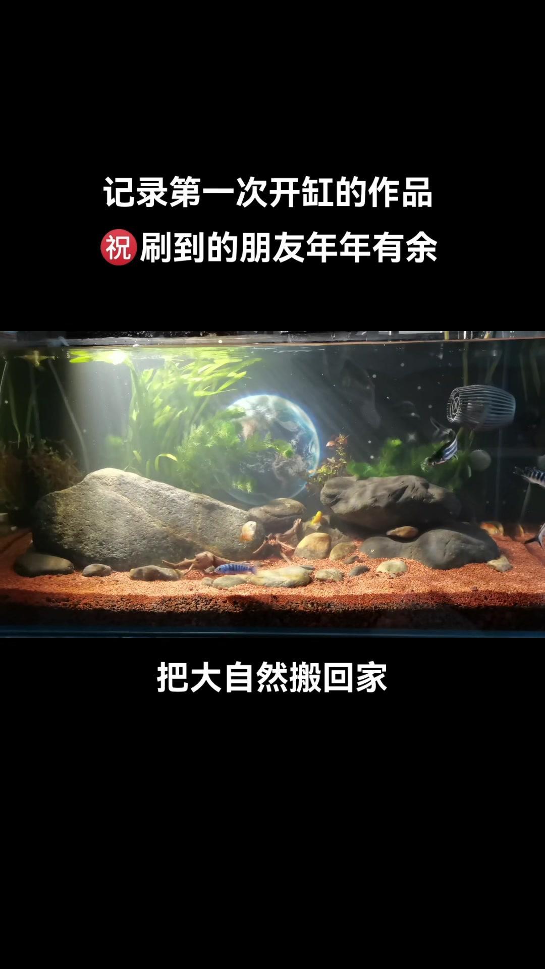 鱼缸里的大自然 祝大家年年有鱼 让喜欢的事成为生活