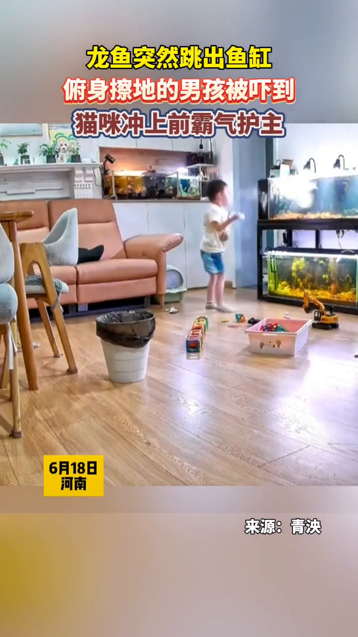 龙鱼突然跳出鱼缸,俯身擦地的男孩被吓到,猫咪冲上前霸气护主