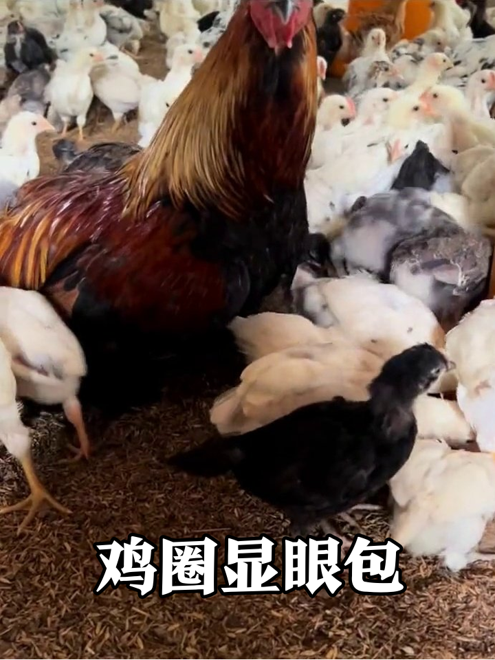 鸡圈显眼包!大公鸡自带金毛狮王特效,小鸡们秒变迷弟迷妹