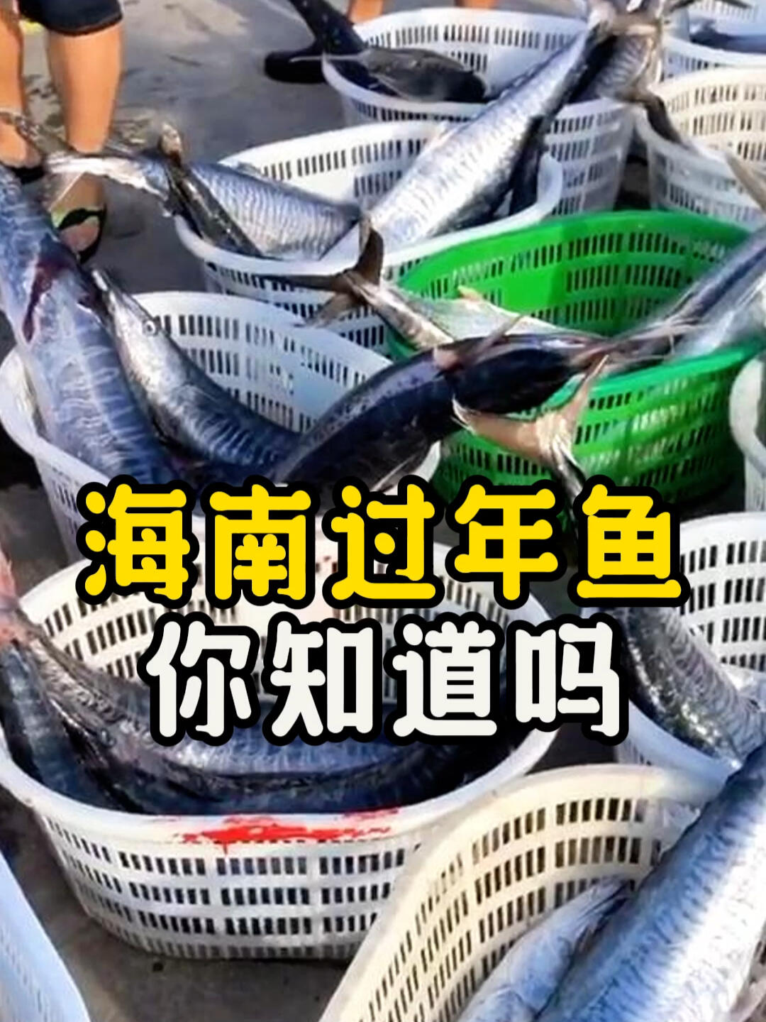 海南人的过年鱼,居然是它