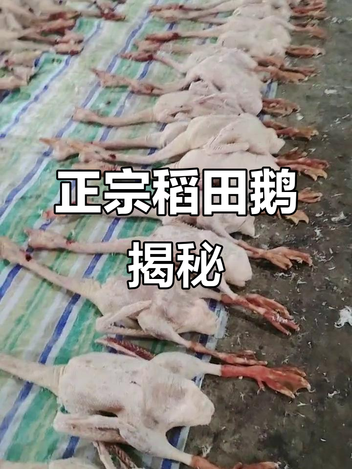 稻田鹅肉质紧实,红爪大包让人惊艳