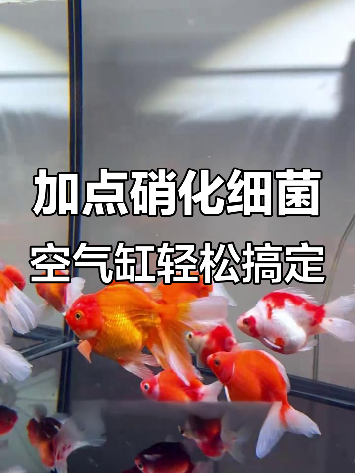 鱼缸水质发白?加点硝化细菌,轻松恢复清澈透明