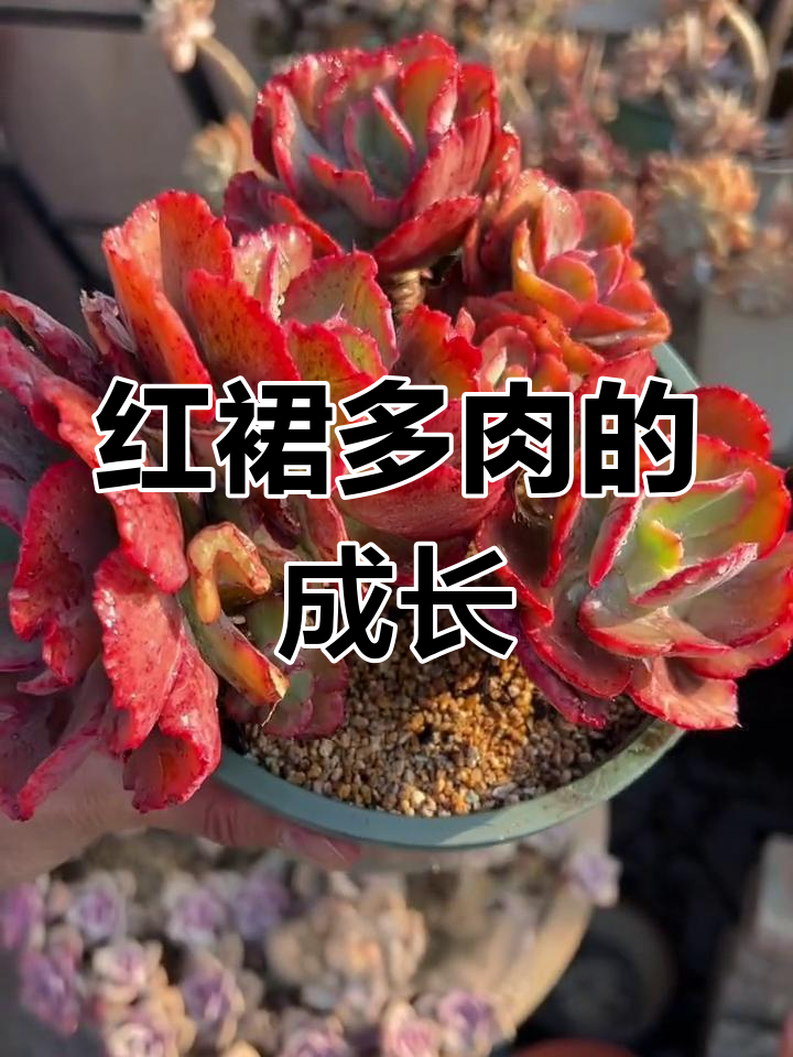 舞会红裙多肉:从包菜到景天,叶片变化全解析
