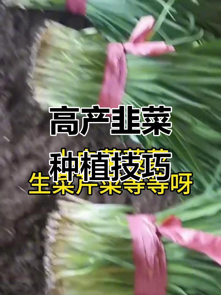 韭菜茎细叶小?试试这个高产秘诀,效果惊人