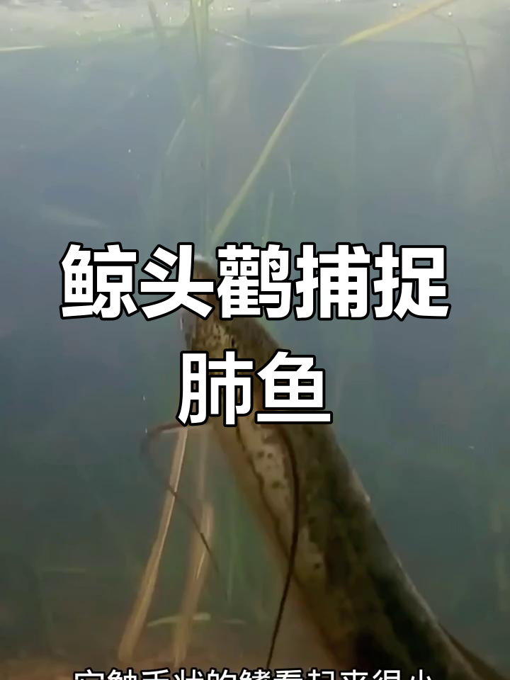 鲸头鹳捕食非洲肺鱼,钩子喙尖精准出击