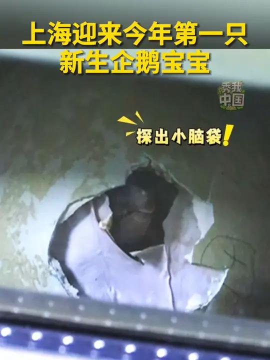 上海海昌海洋公园迎来今年第一只新生企鹅宝宝。欢迎你来到这个世界!经过企鹅爸爸妈妈28天的细