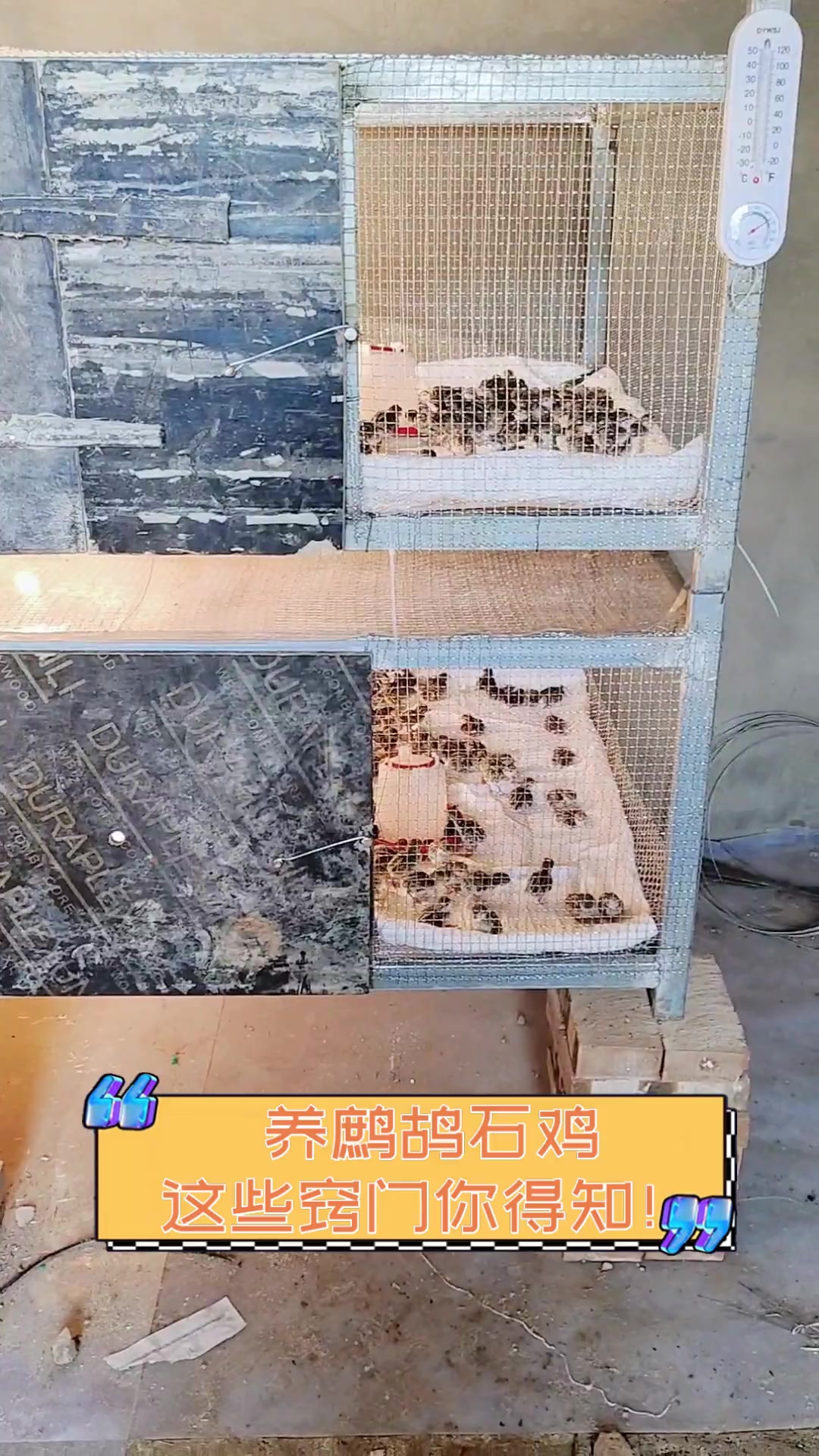 养鹧鸪石鸡,这些窍门你得知!