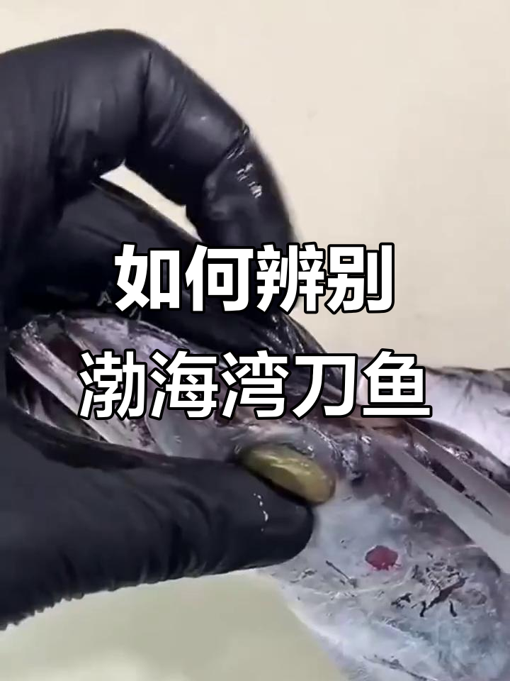 渤海湾刀鱼与南方带鱼的六大区别,如何挑选正宗货