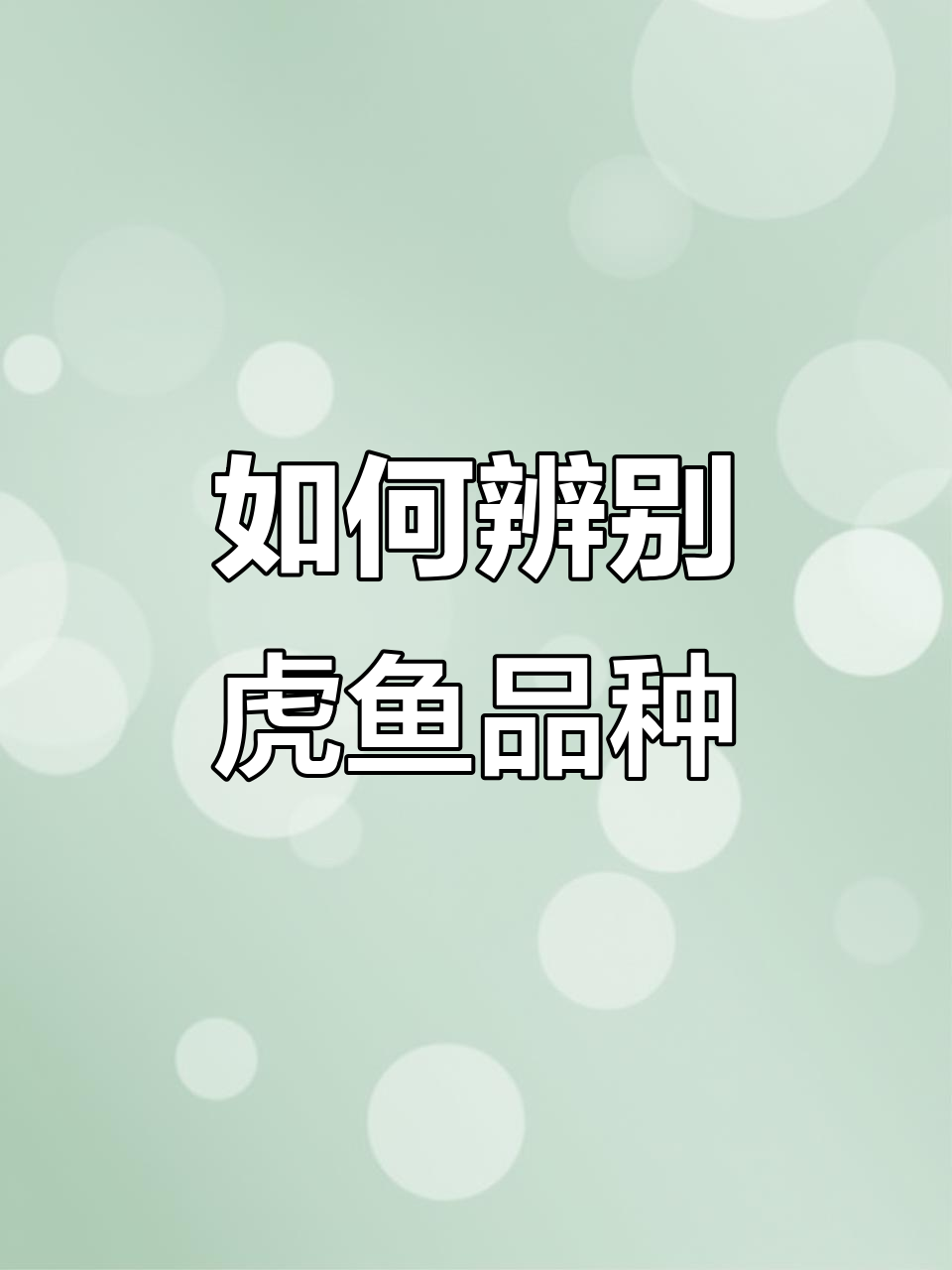 虎鱼品种大揭秘：从苏门答腊到泰国，如何分辨不同条纹