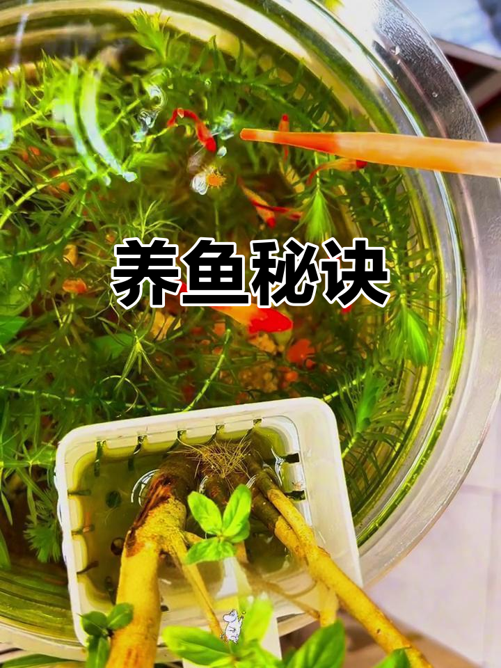 孔雀鱼养殖小窍门,让它们健康繁衍,轻松避免常见问题!