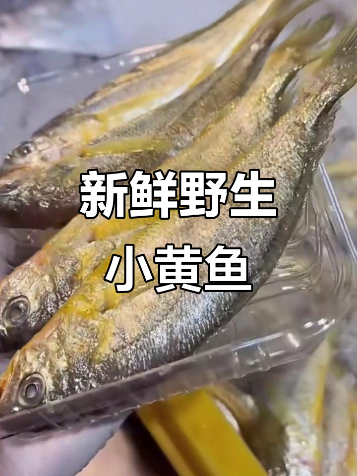 新鲜野生小黄鱼,肉质鲜嫩无刺,宝宝孕妇都爱吃