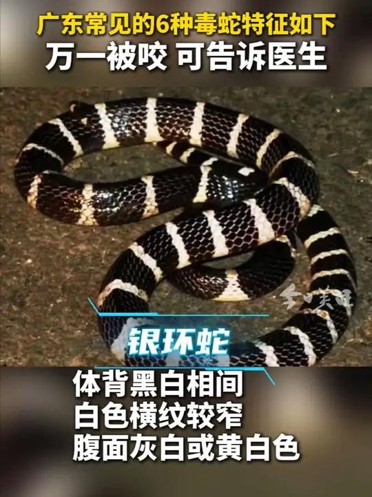 每年5至8月,是蛇类活动高峰期。据统计,广东共有蛇类6科50属93种,其中毒蛇有33种,最