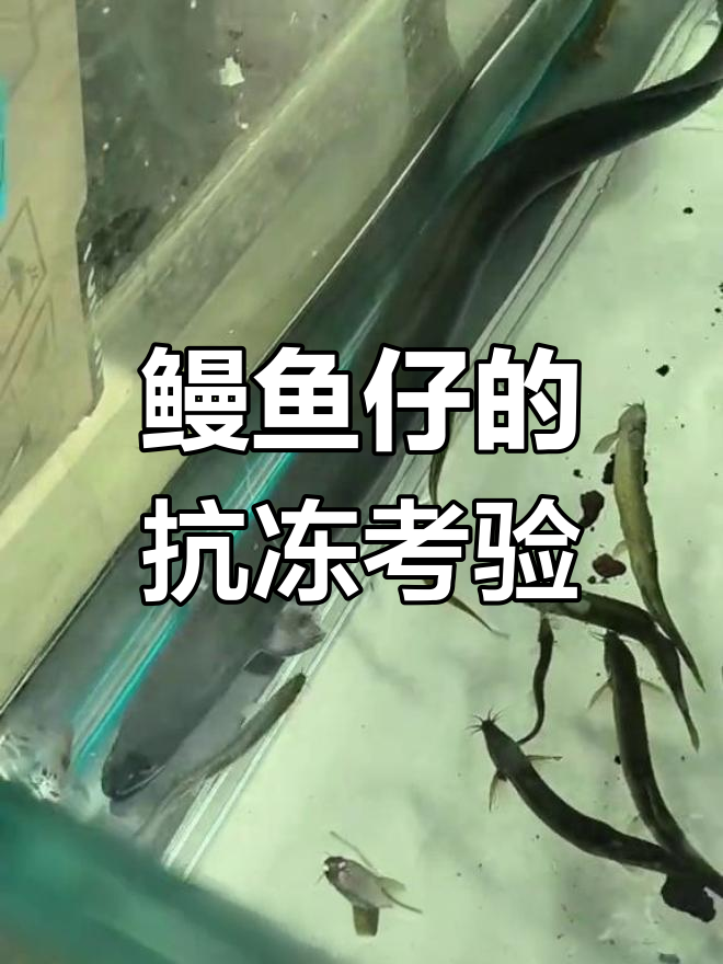 鳗鱼苗与塘角鱼的混养挑战,细菌体质如何应对?