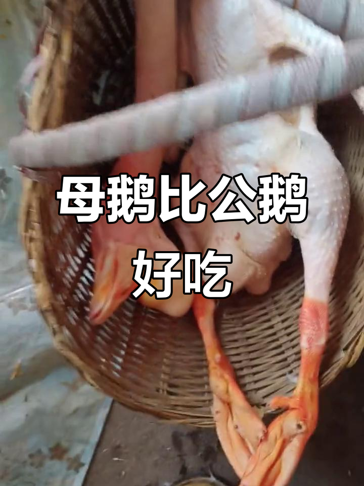 公鹅太瘦,母鹅更美味!汤水丰富让人爱不释口