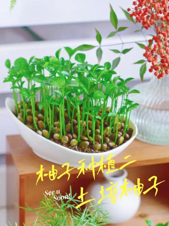 催芽的柚子土培长大啦,柚子小森林