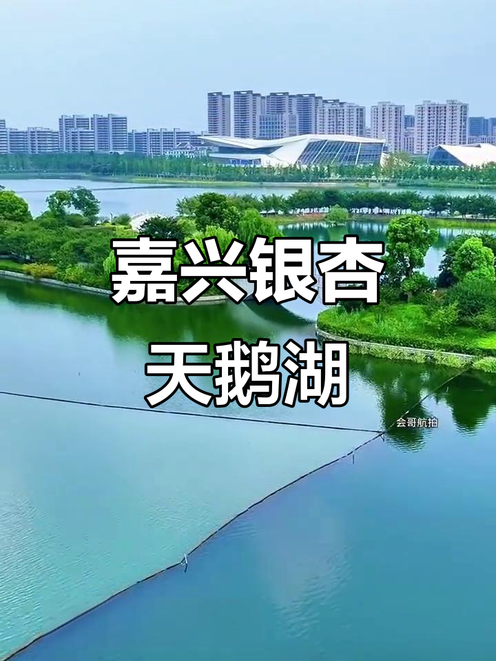 浙江嘉兴银杏天鹅湖:从鱼塘到人间仙境的蜕变