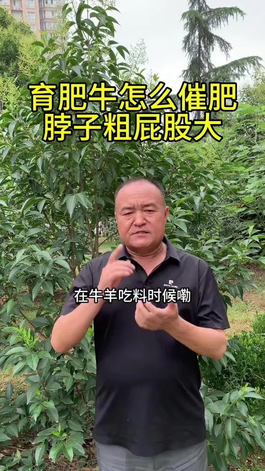 肉牛用包被胍基乙酸甜菜碱,催肥去油塑体型