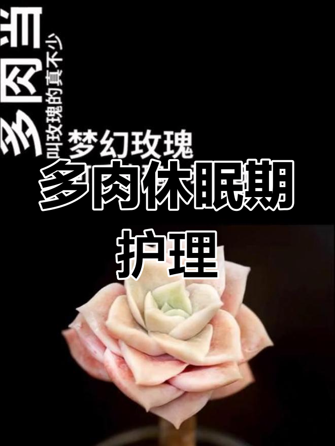 夏季多肉养护指南