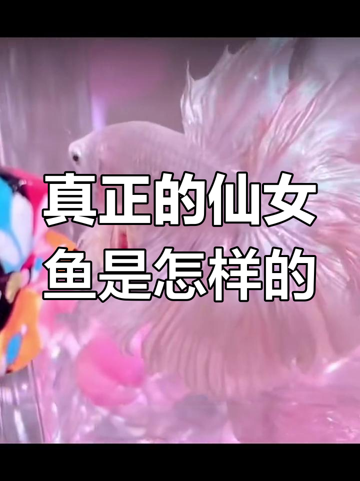 仙女鱼的真实身份揭秘,浅色半月才是最符合的!