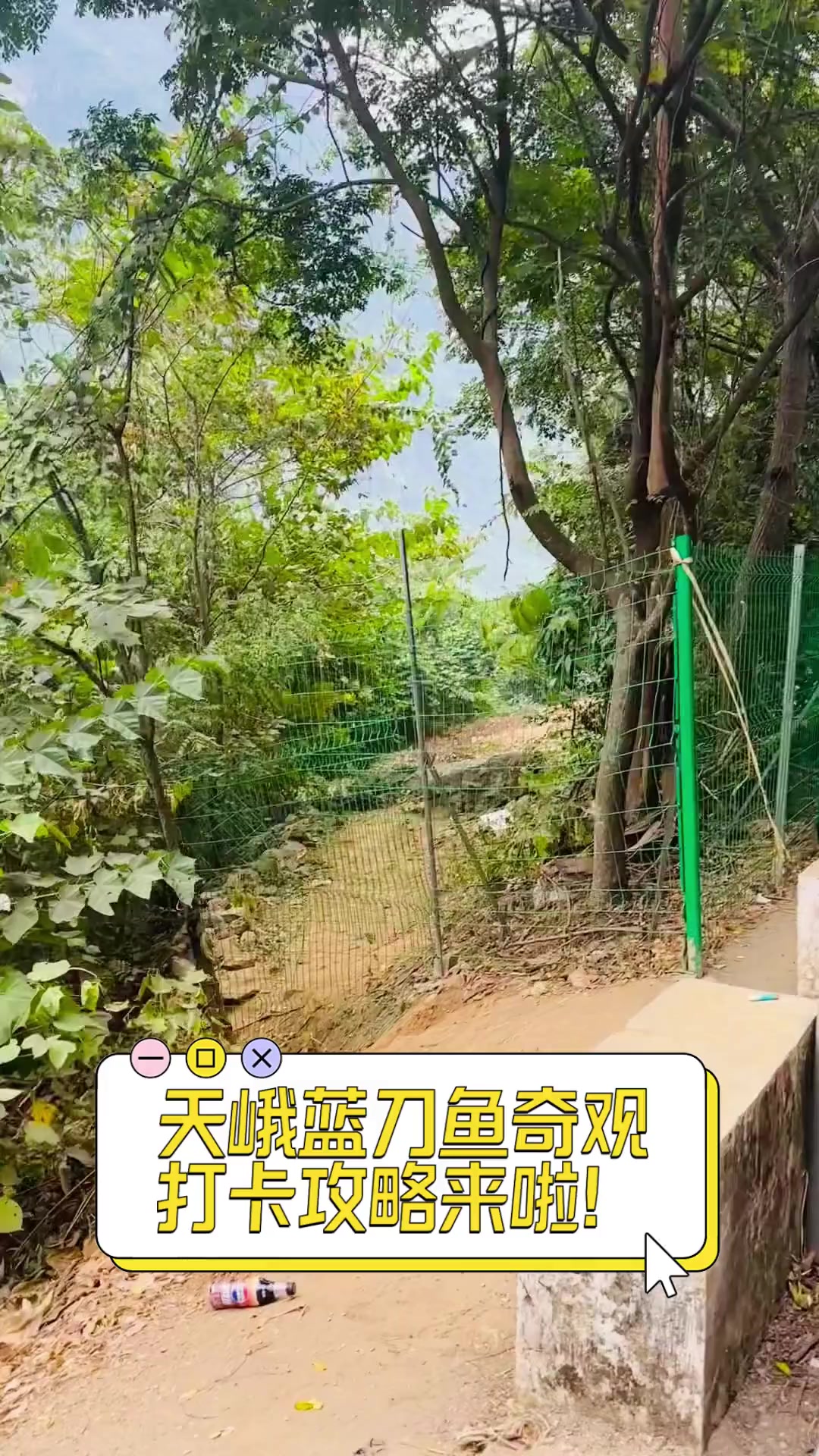 天峨蓝刀鱼奇观,打卡攻略来啦!