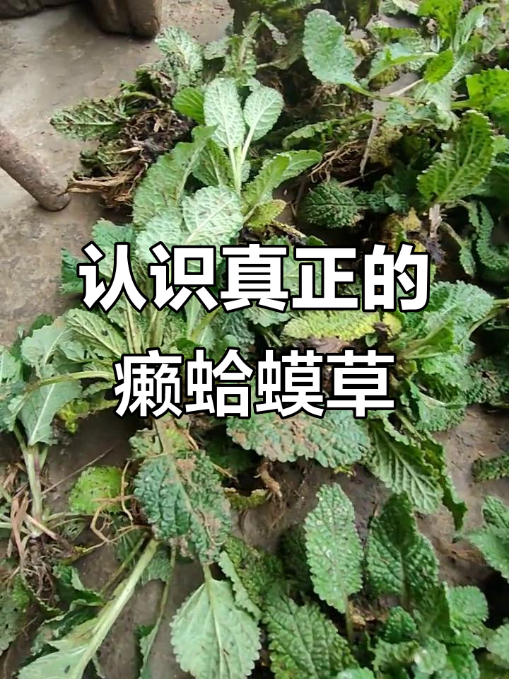 癞蛤蟆草与残鱼草的区别,别再误认了!