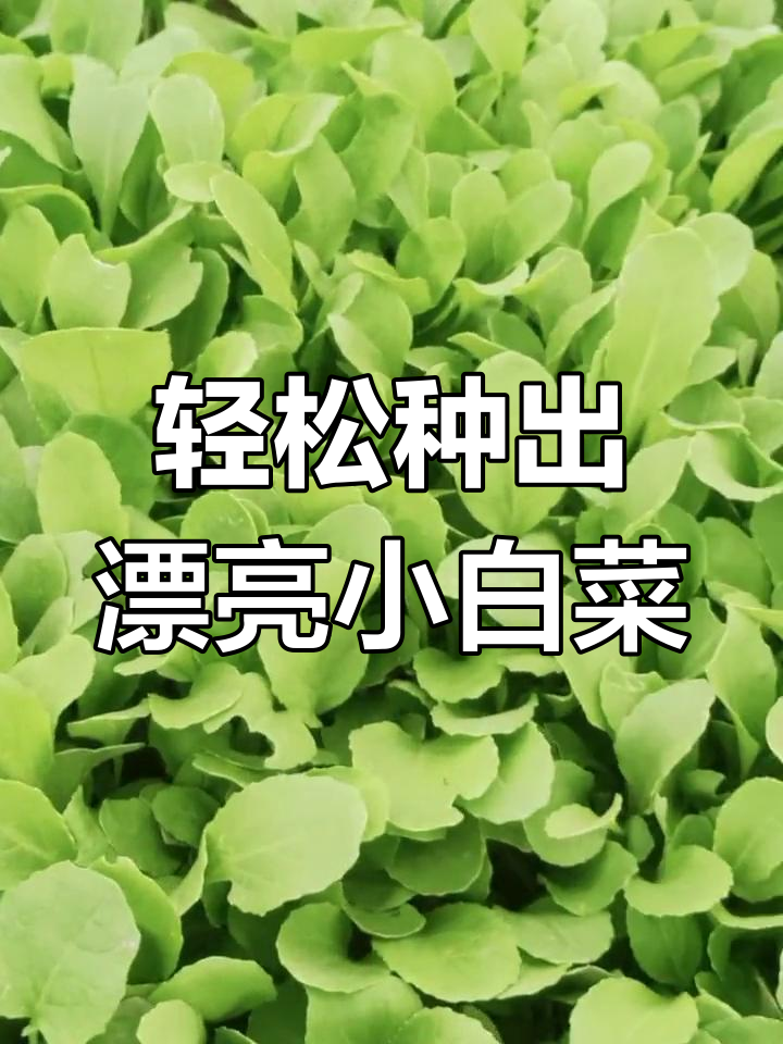小白菜长得快,秘诀就在这里!