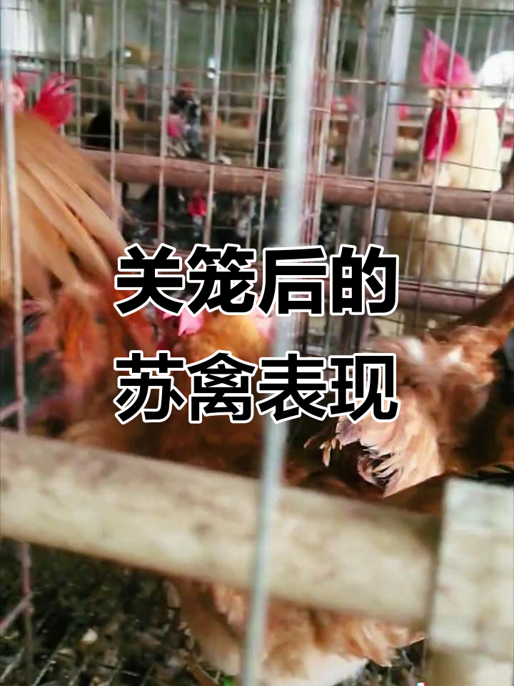 散养苏禽绿壳蛋鸡关笼后,依然野性十足