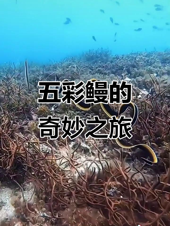 潜水发现五彩鳗，丝带般的美丽生物