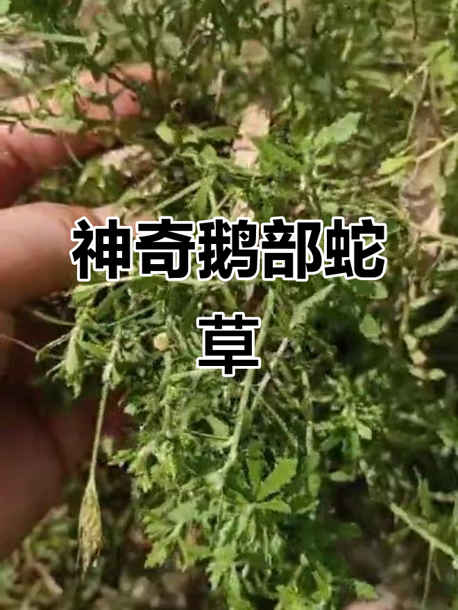 鹅不食草:如何让鼻炎消失无踪