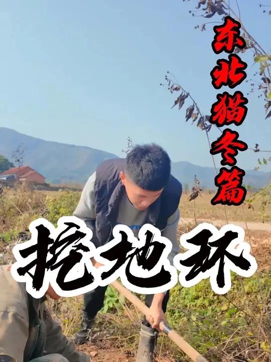 挖地环 东北猫冬生活，咸菜可是咱家的主角