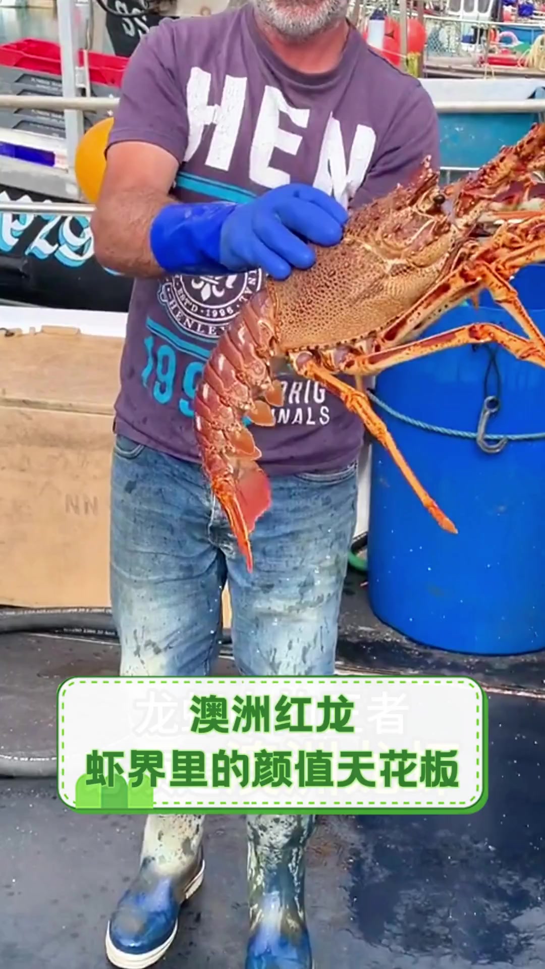 澳洲红龙,虾界里的颜值天花板