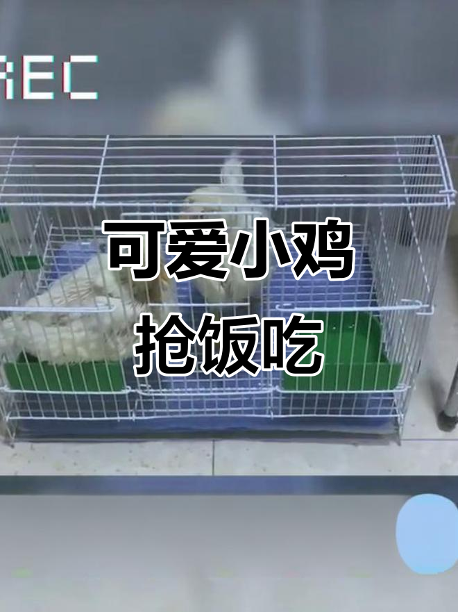 小鸡仔们的搞笑日常，萌态十足！