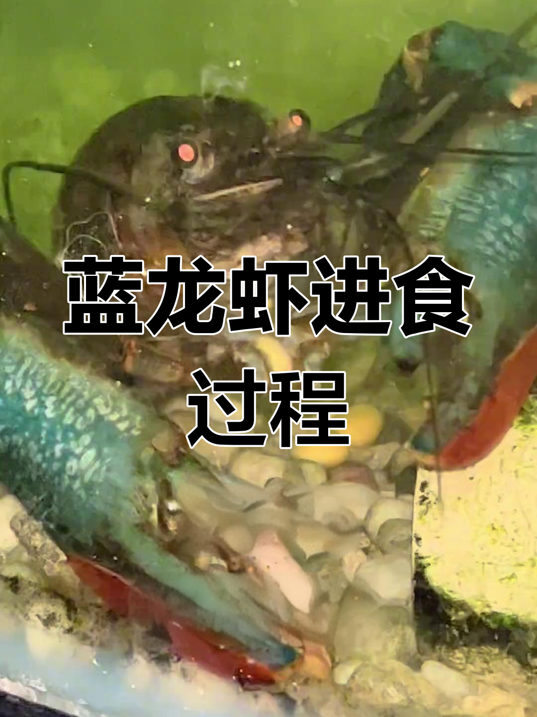 蓝龙虾的捕食瞬间揭秘