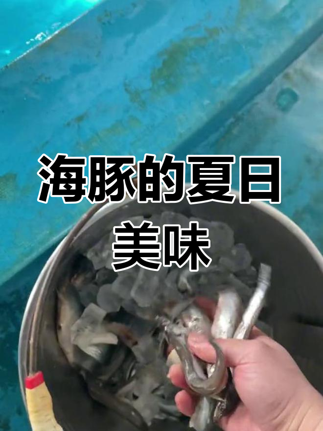 海豚吃鱼又啃冰,生活真有趣