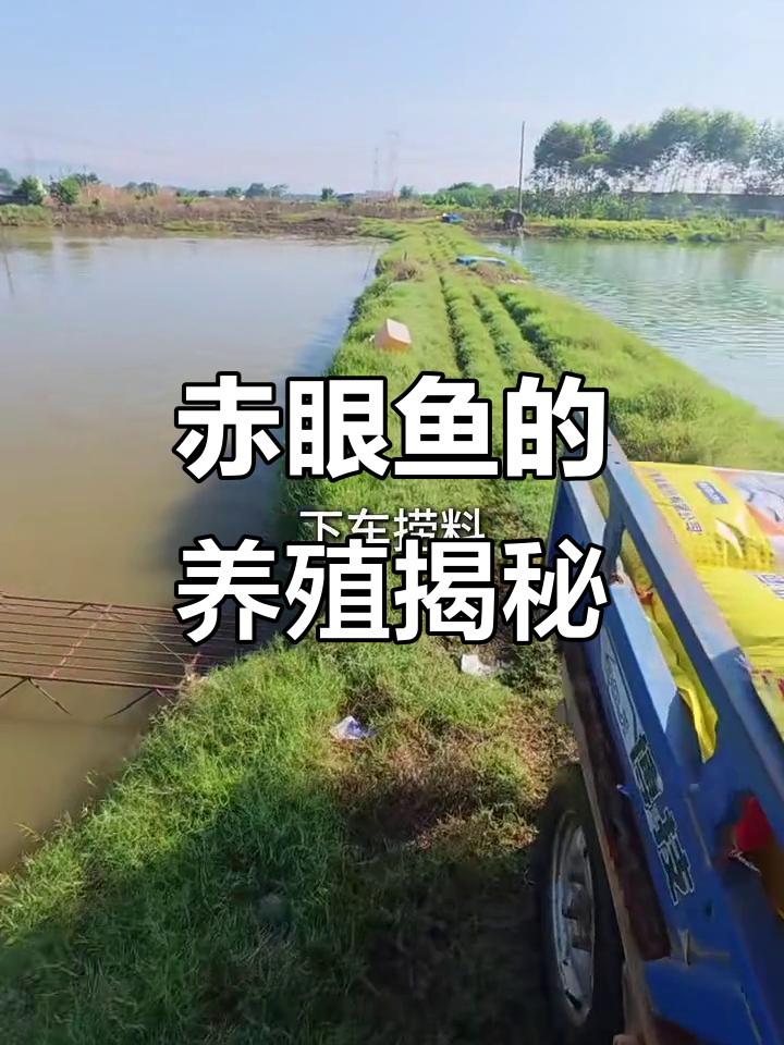 赤眼鱼生的养殖过程,原来是这样!