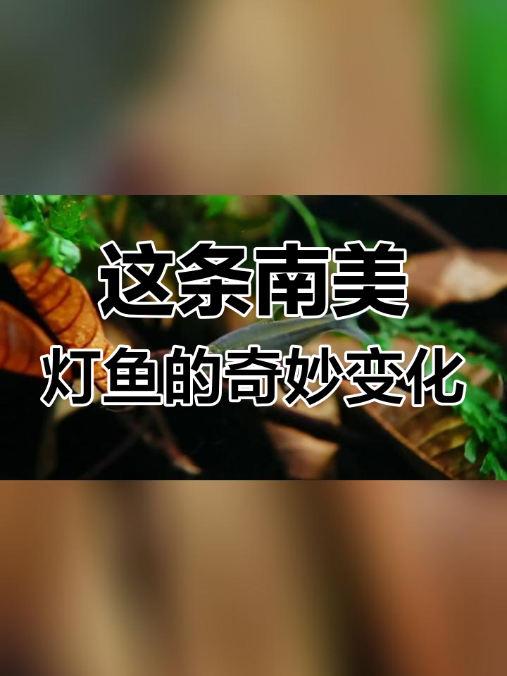 南美灯鱼的变化之旅