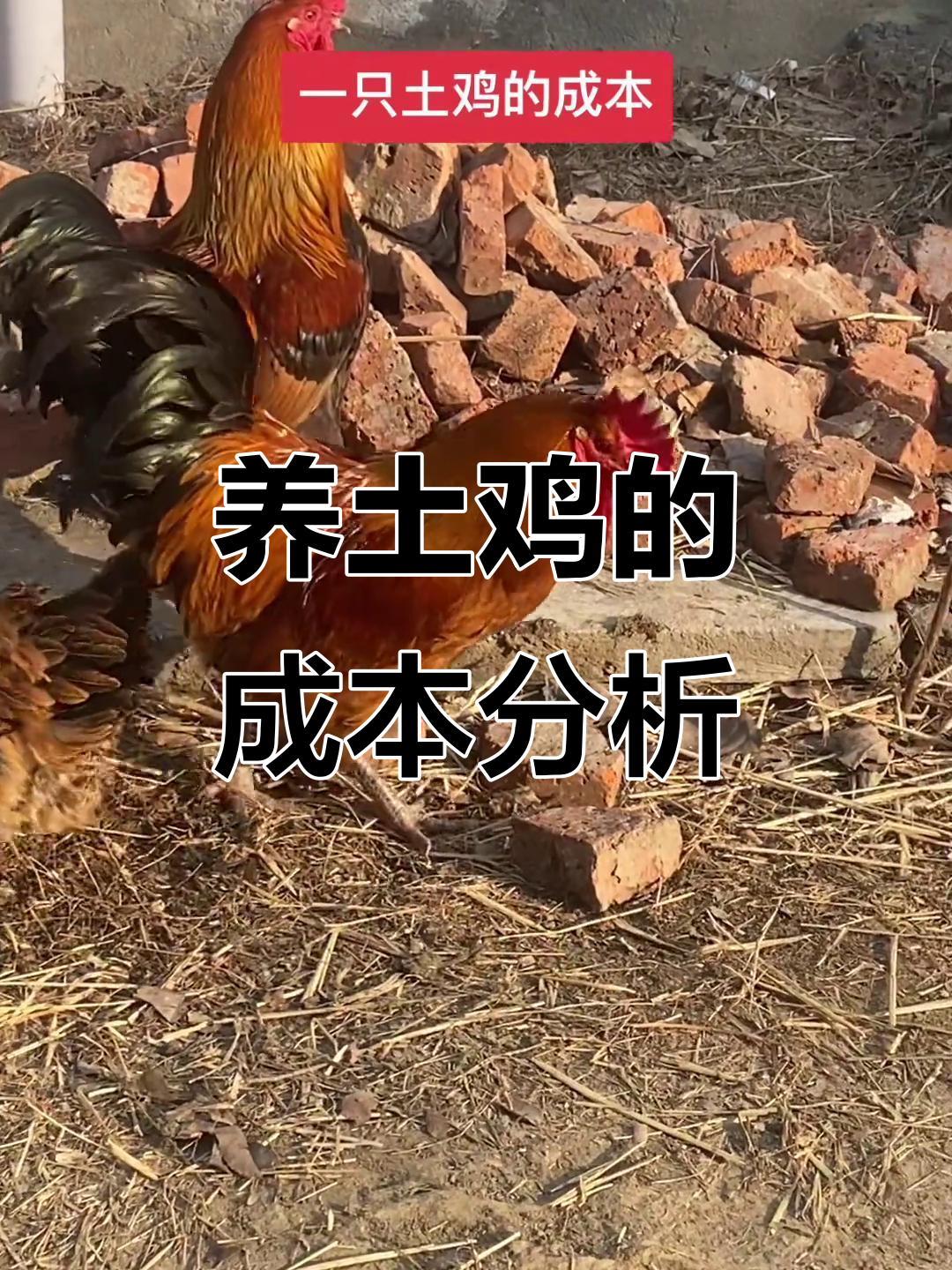土鸡养殖成本揭秘:一只鸡一年到底要花多少钱?