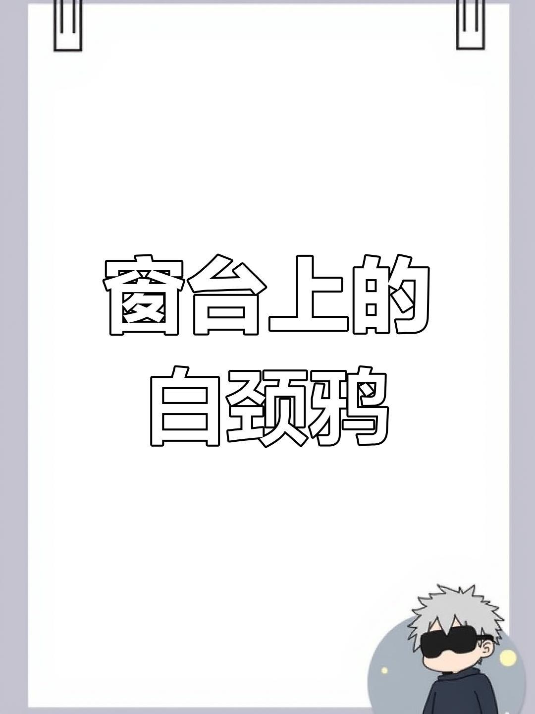 白颈鸦飞入窗台,与居民共度时光