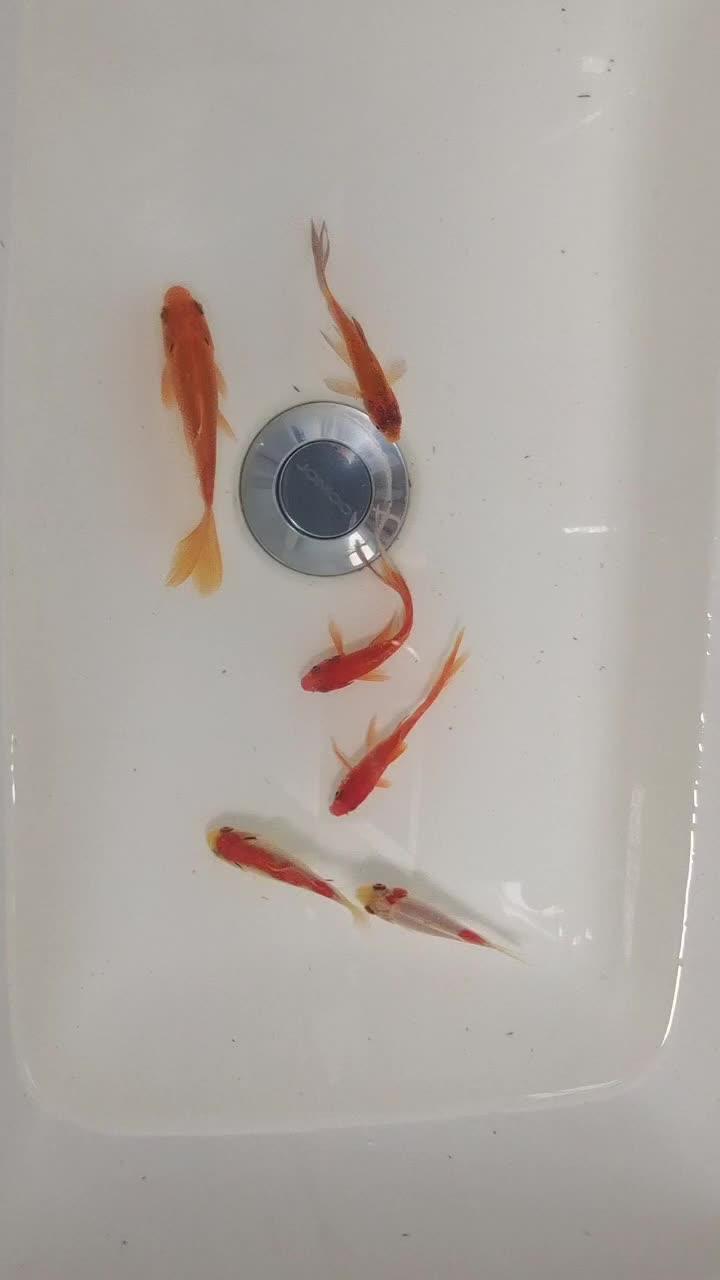 又买了三条小鱼,家里已经有百左右小鱼苗。昨晚上我家仙女又又又产籽了,结果发现仙女的一支尾鳍