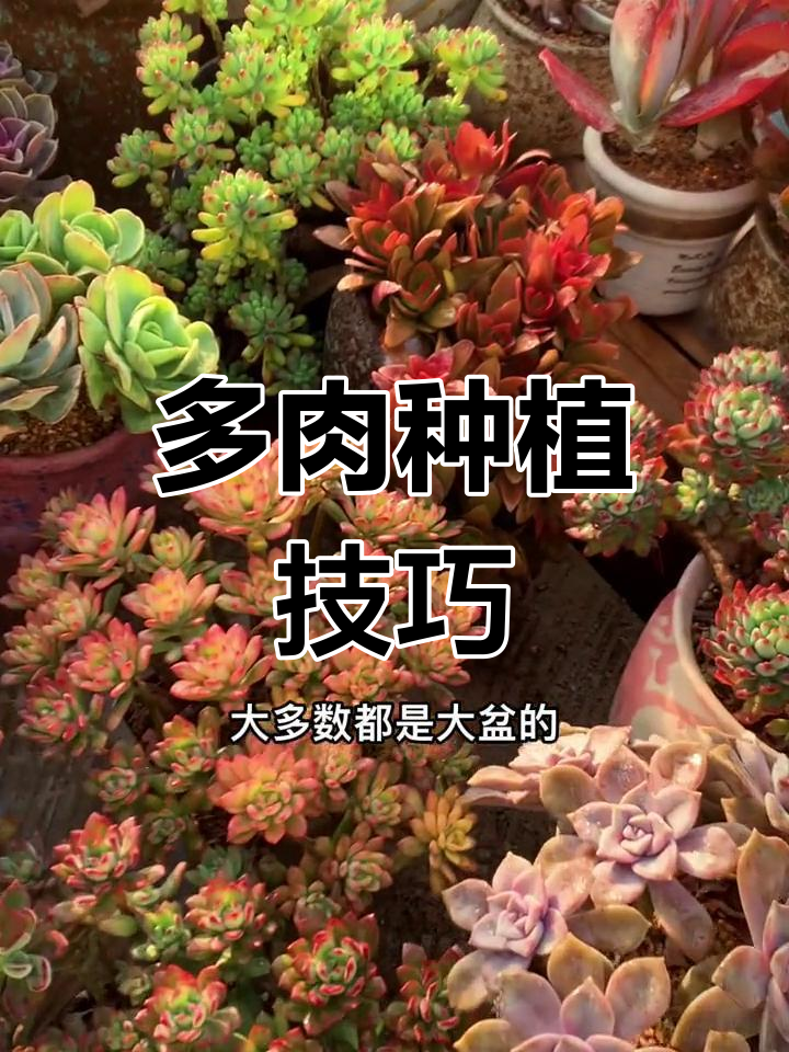 大花盆种多肉,陶粒垫底助根透气
