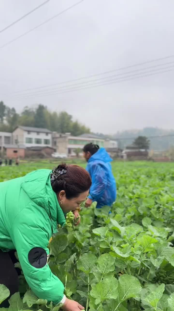 年过完了,你该吃什么菜?春天里的第一棵油菜苔儿,是不错的选择 记录真实生活 年过完了该减脂