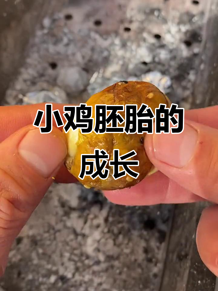 14天鸡蛋孵化,揭开小生命的秘密