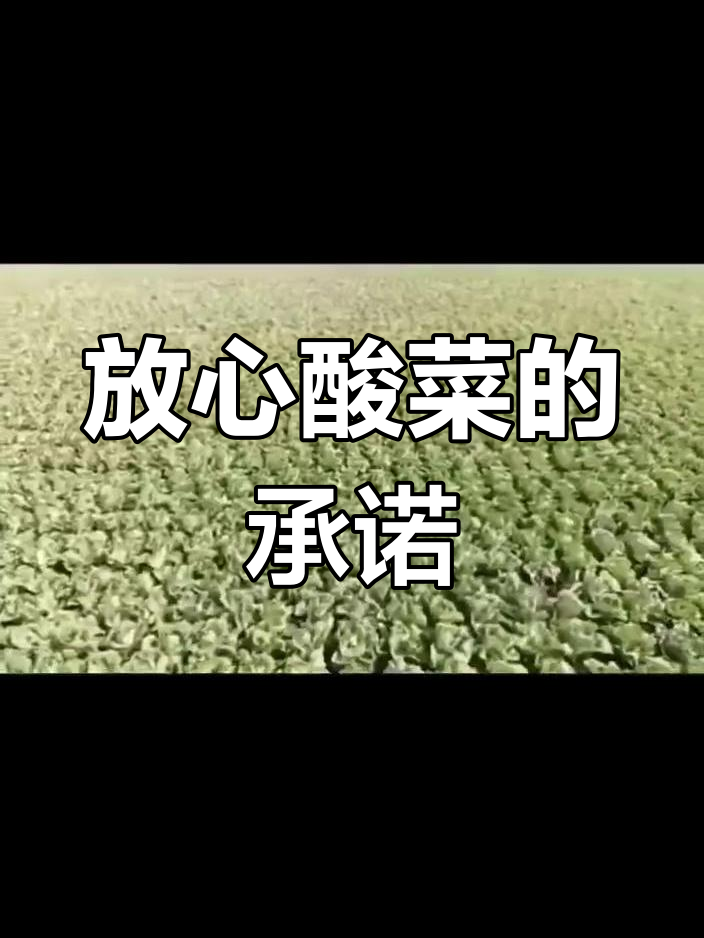 朱老六用心发酵,确保东北酸菜品质与口感