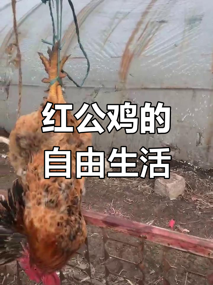 农村散养红公鸡的日常记录