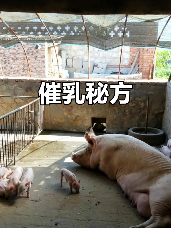 用荤油、鸡蛋和红糖催奶,效果显著,两天见效!