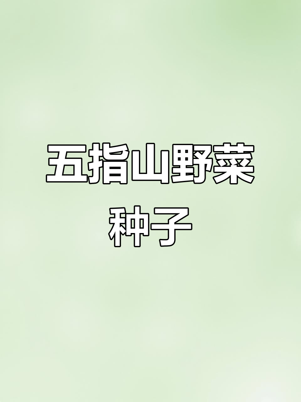 五指山树菜种子,嫩滑美味,做法多样