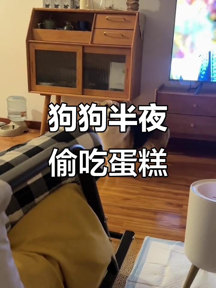 柯基深夜饿得不行,竟然偷吃妈妈的芝士蛋糕!